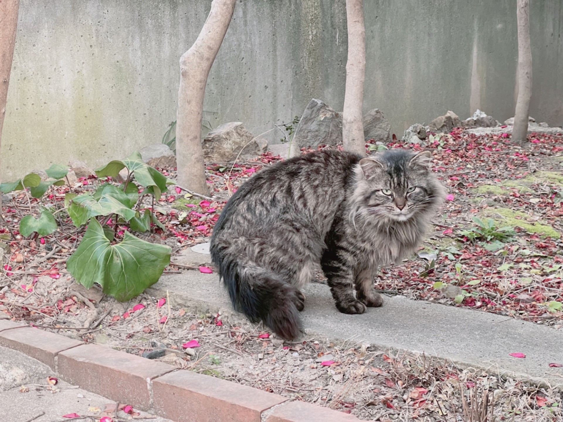 うちにくる猫