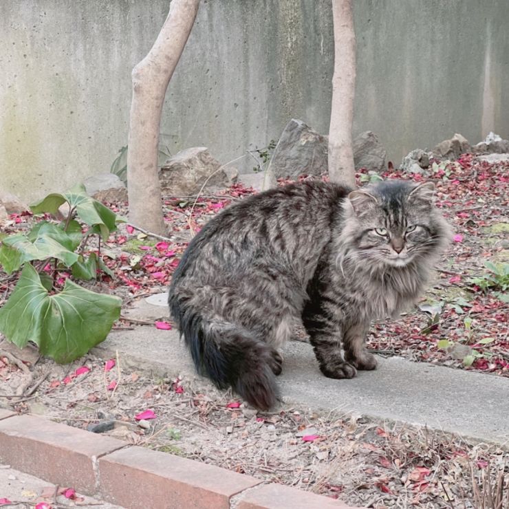 うちにくる猫