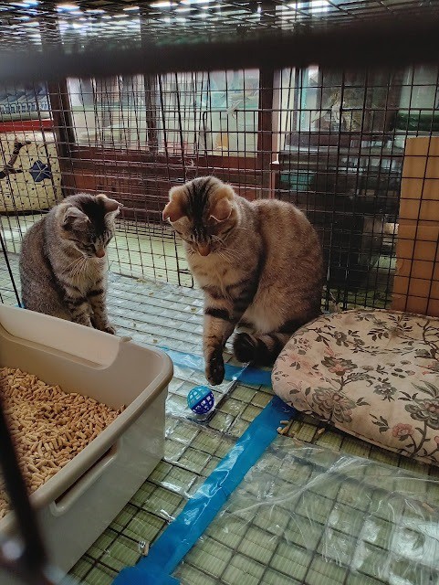 基金で手術した兄妹猫のボール遊び