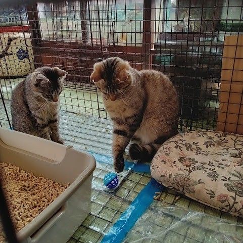 基金で手術した兄妹猫のボール遊び