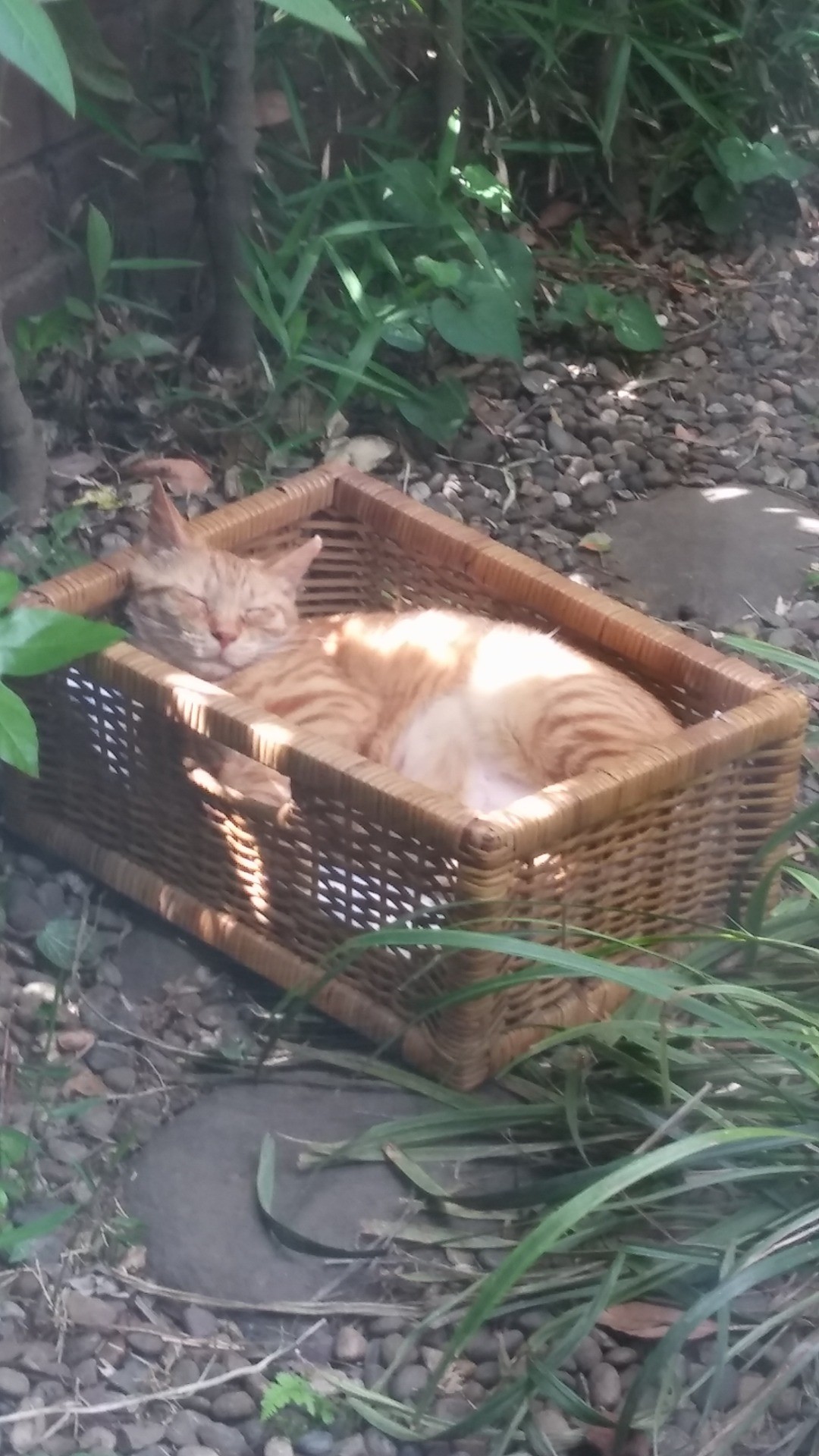 うちの庭猫