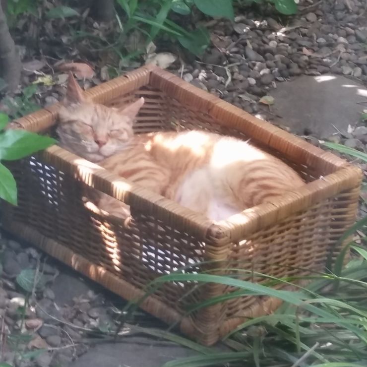 うちの庭猫