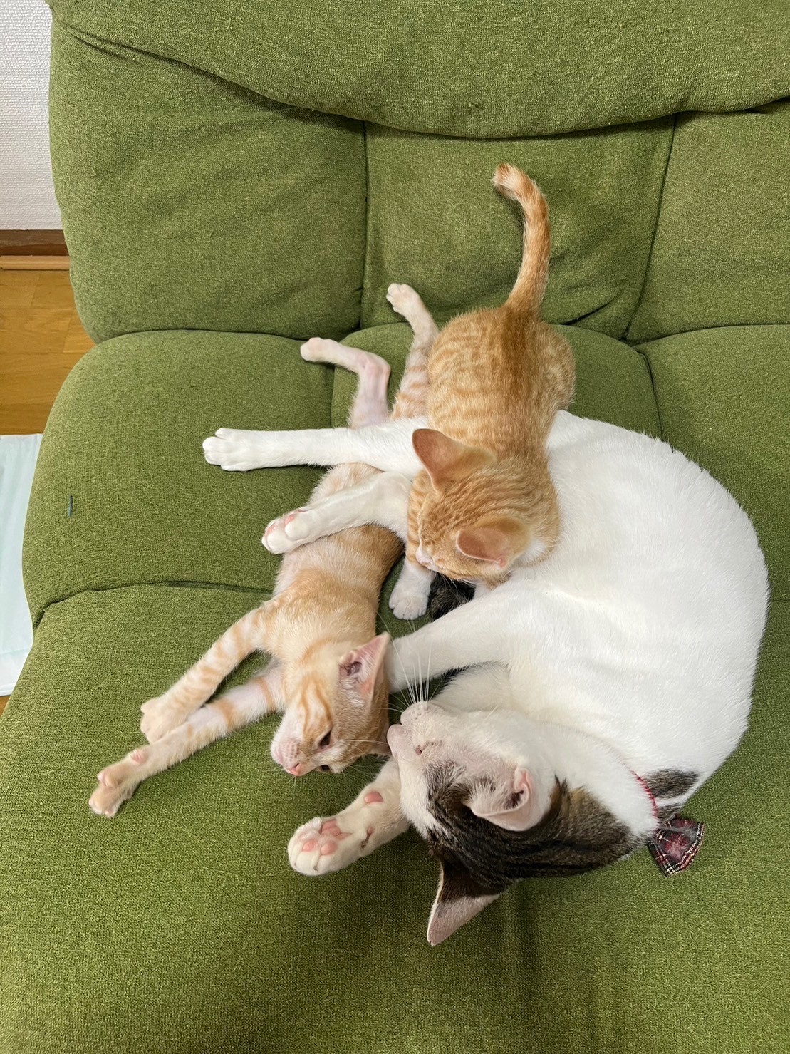 保護猫のお世話係は元保護猫