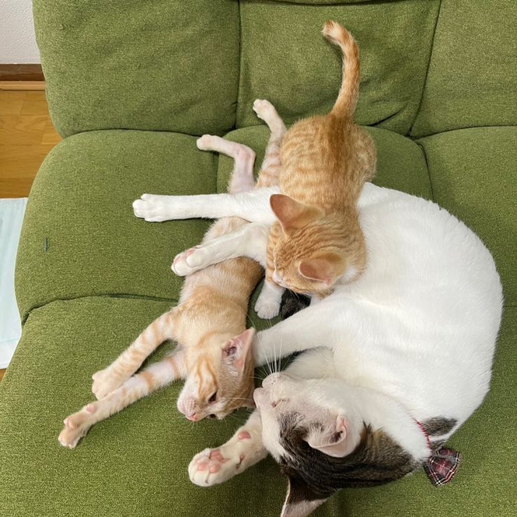 保護猫のお世話係は元保護猫
