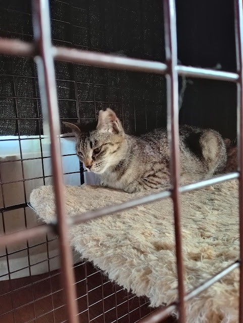 責任放棄され子猫を産んだ母猫