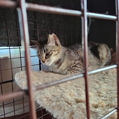責任放棄され子猫を産んだ母猫