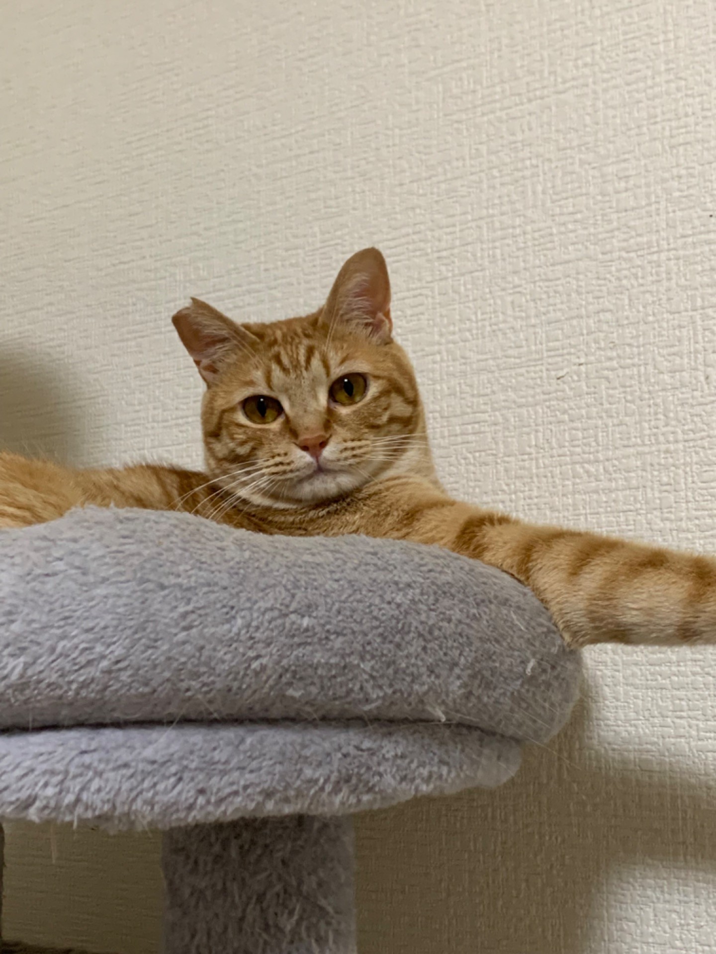 さくらねこ