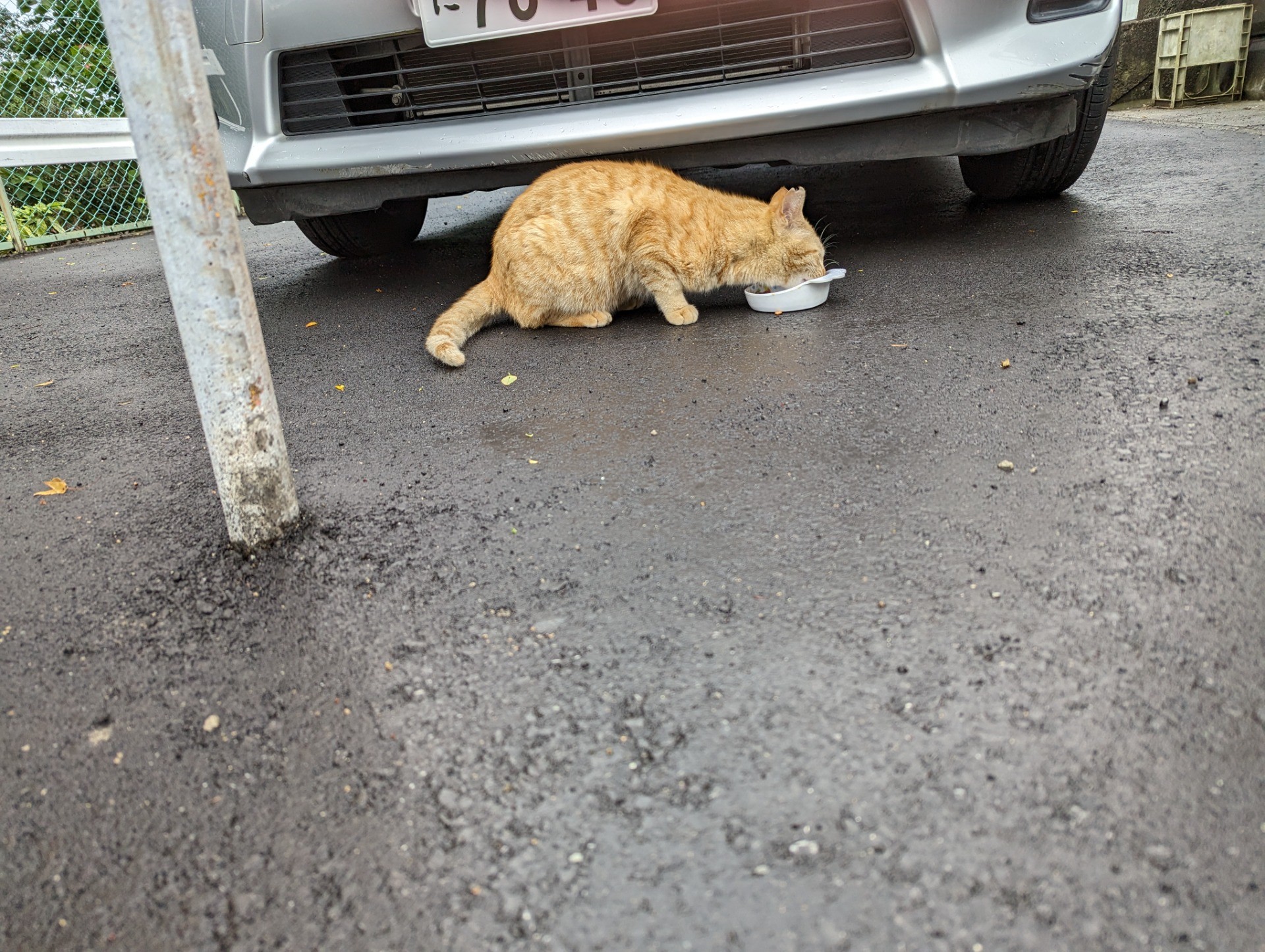 いのちつないだ！