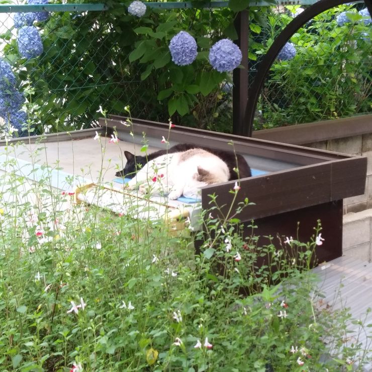 あじさいとサクラ猫