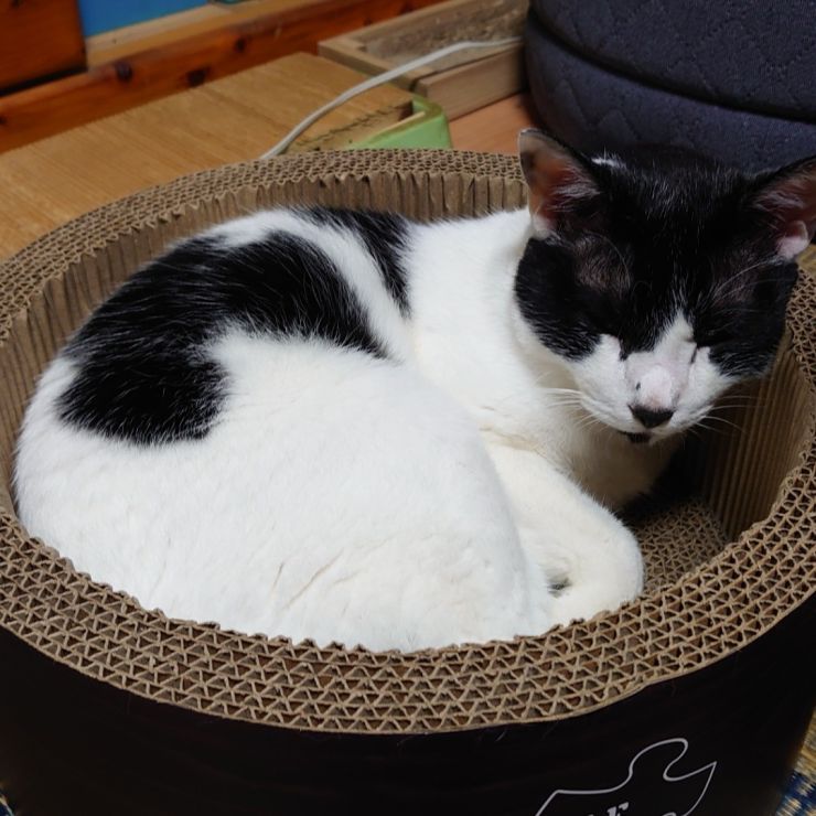 もういつの間にかシニア猫に！