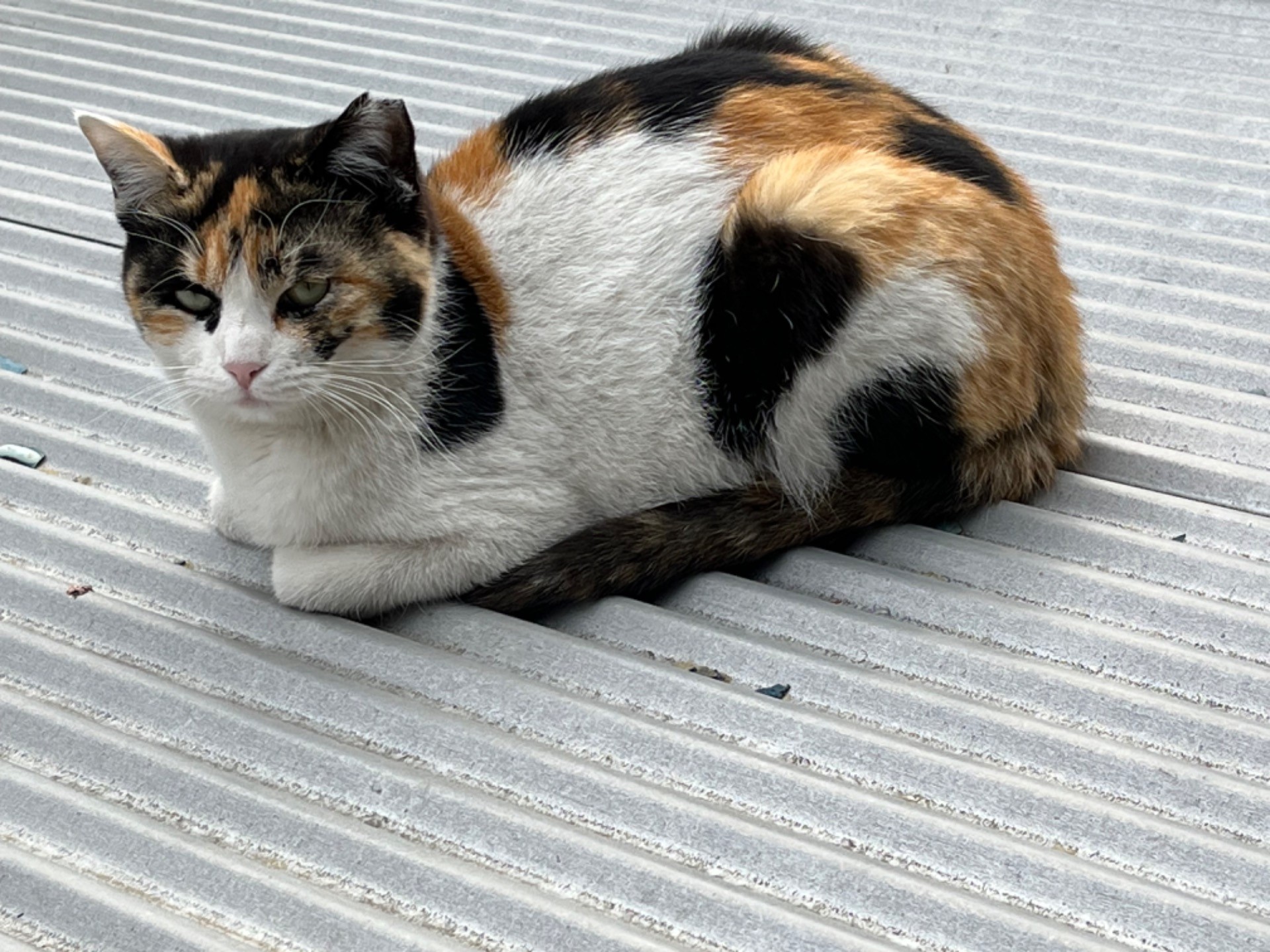 家族になりました