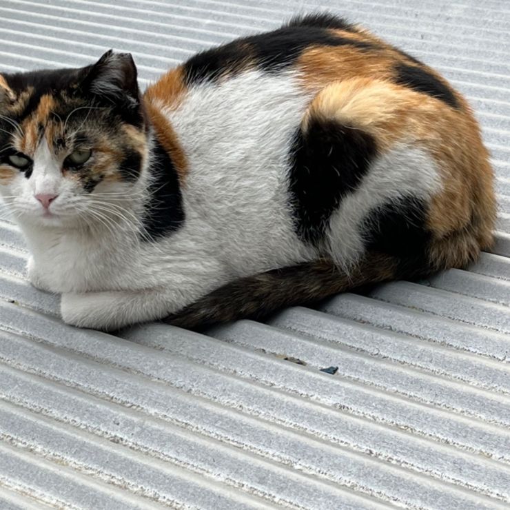 家族になりました