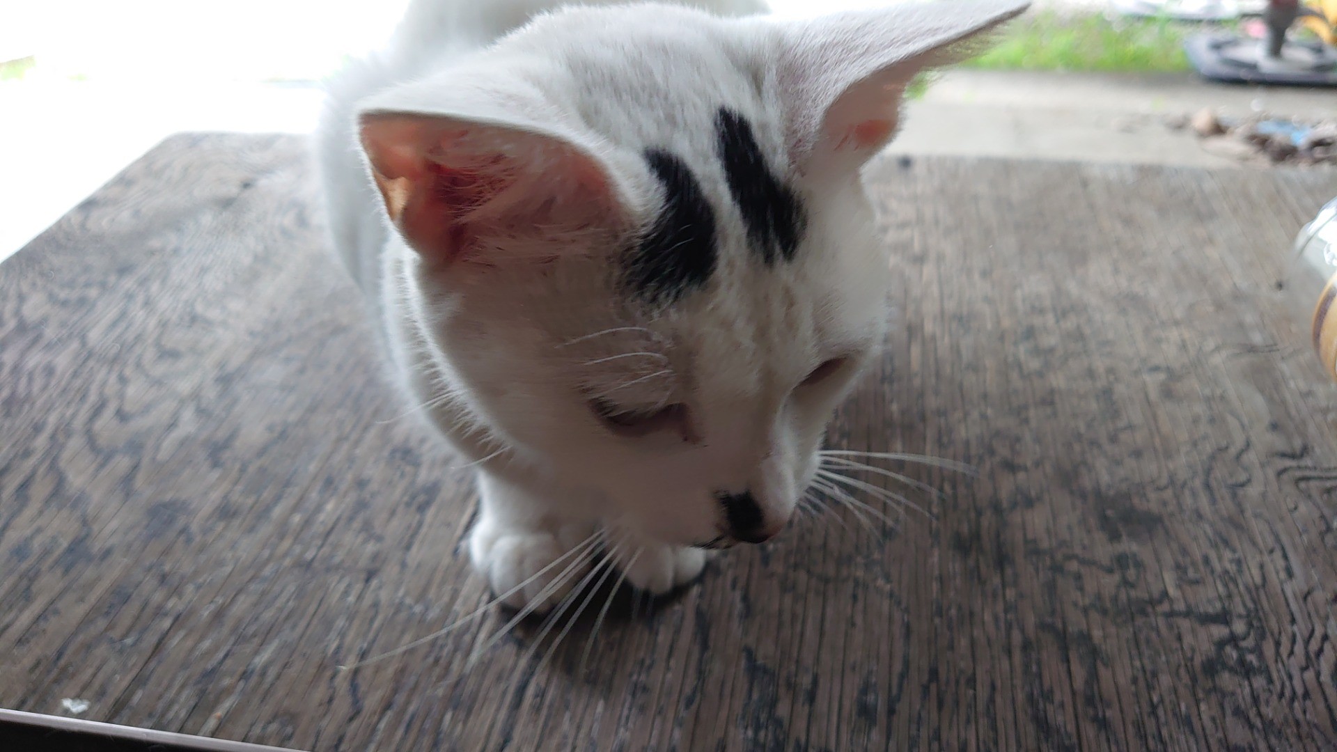 ここまで懐きました。