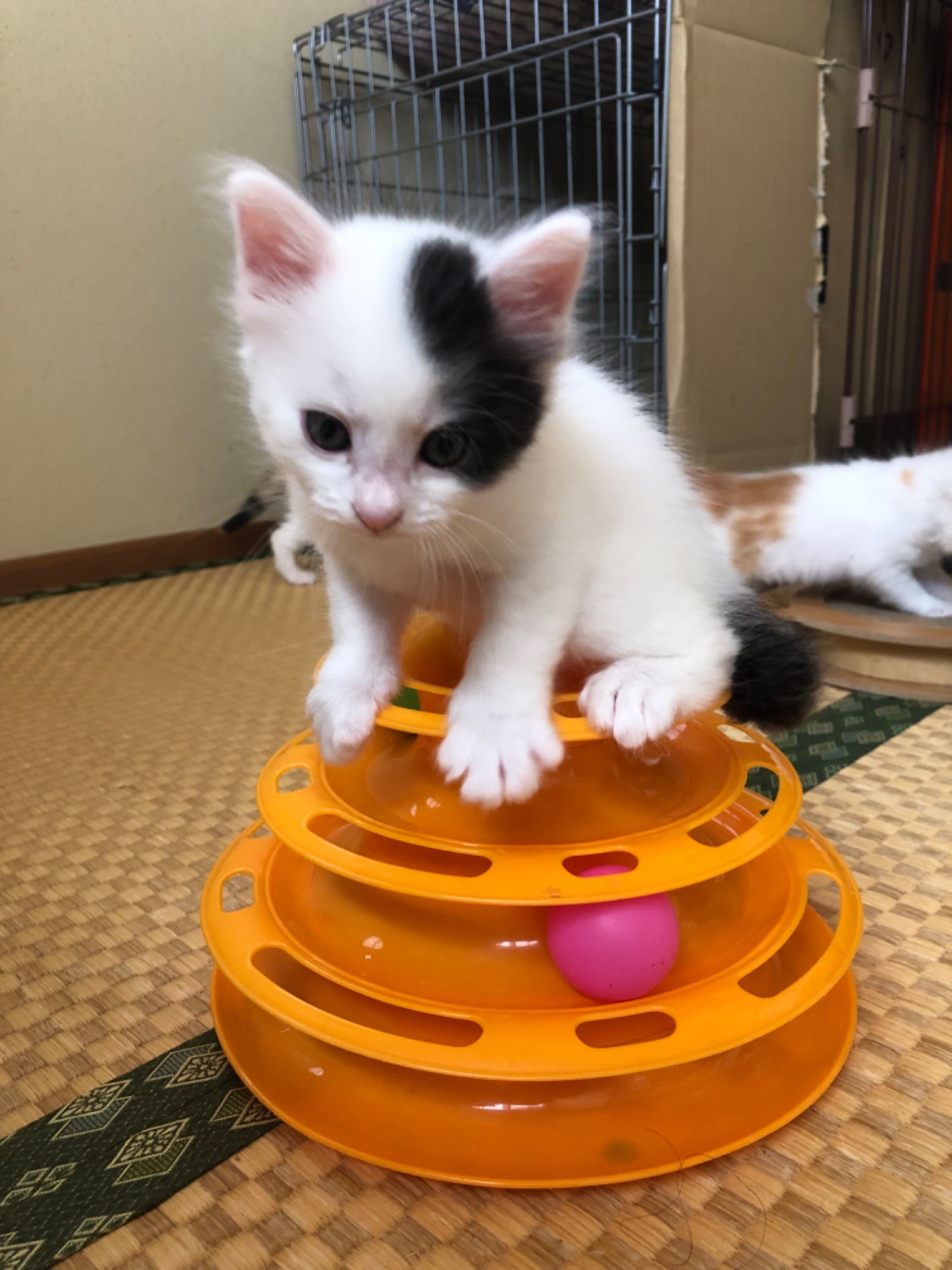 どうやってあそぶの〜！？