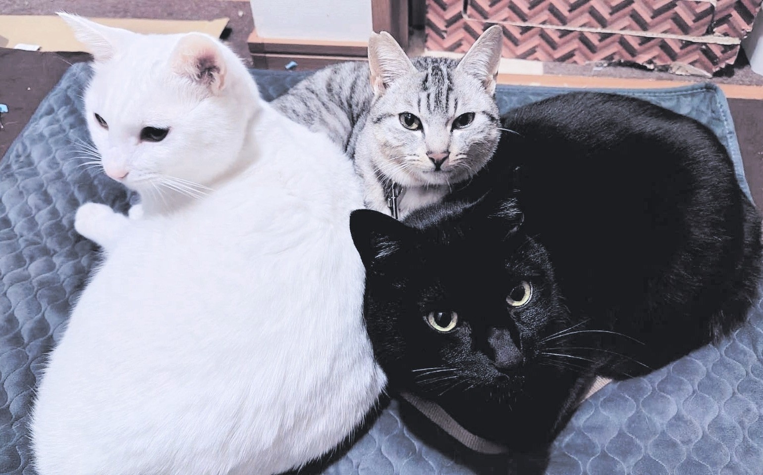 だんご３兄弟