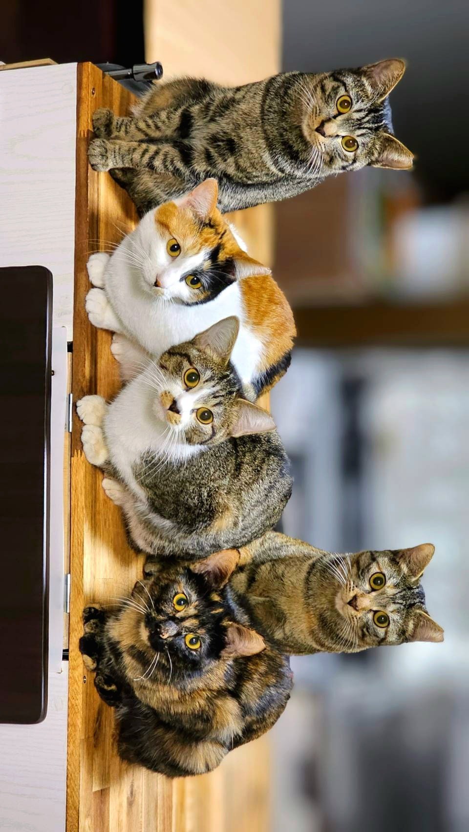 家族仲良く