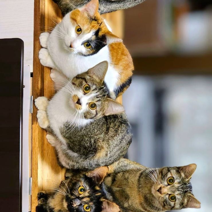 家族仲良く