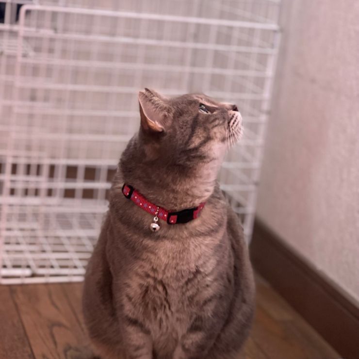 未来