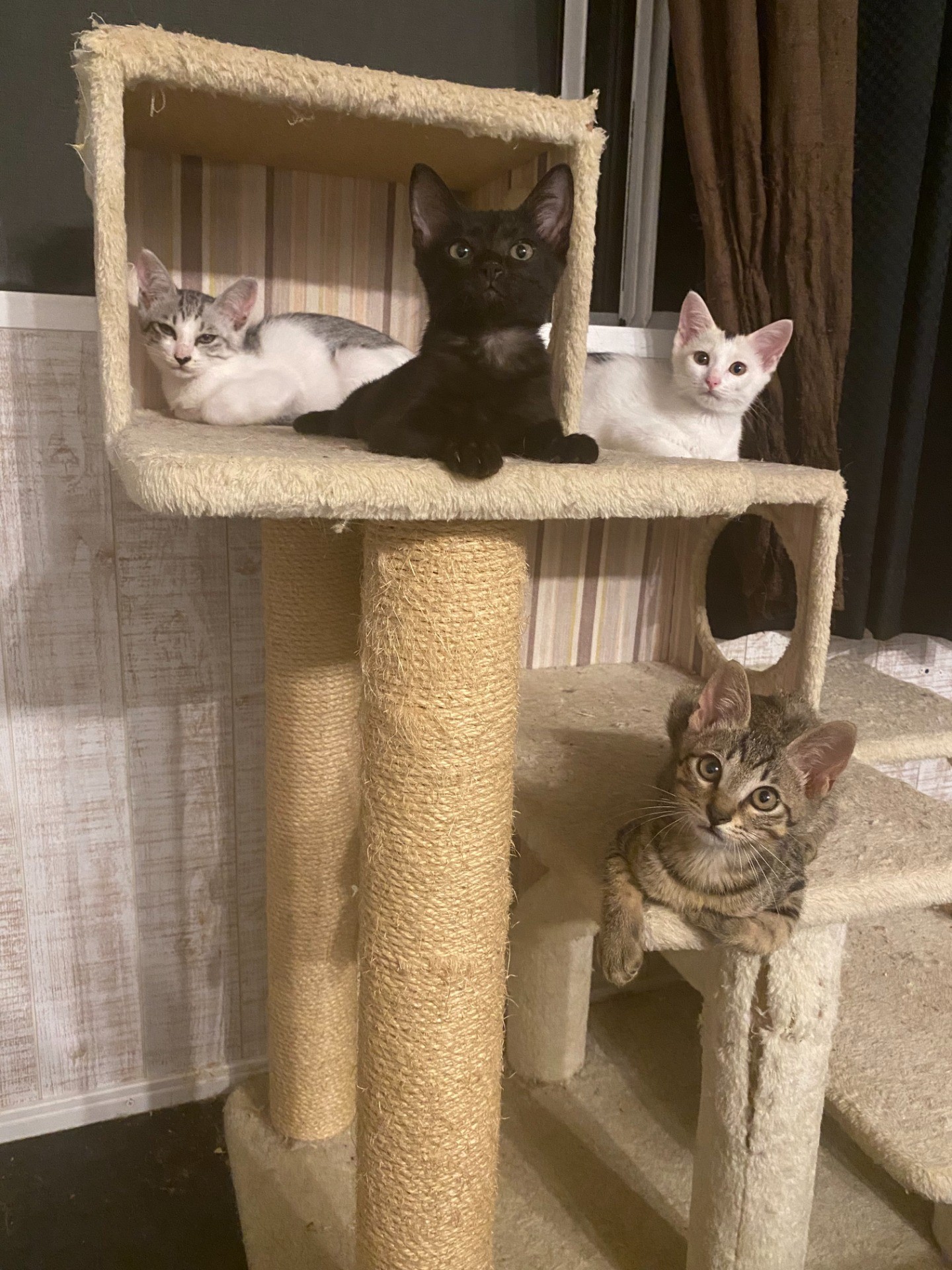 ４兄妹