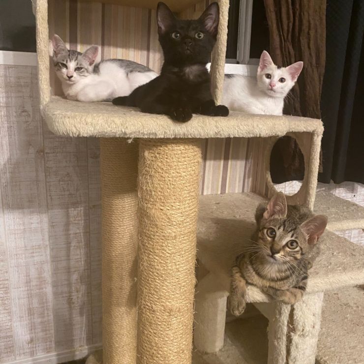 ４兄妹