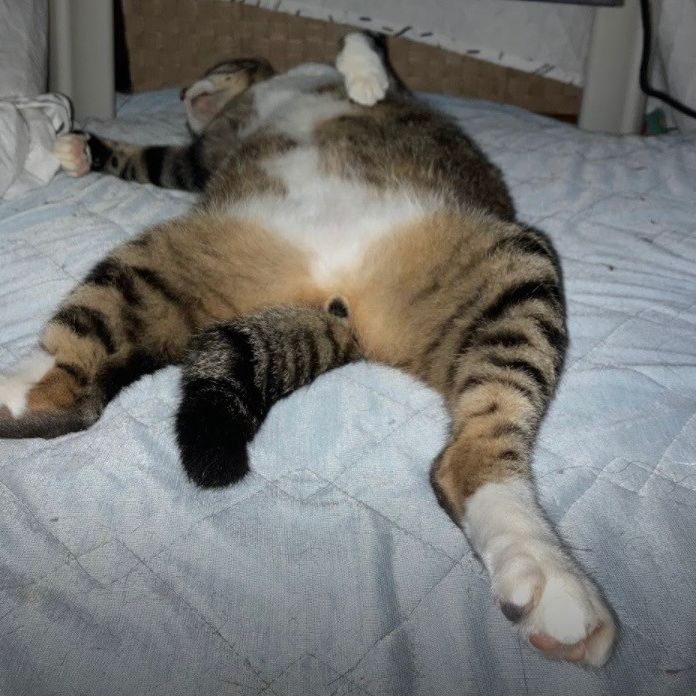 猫にあるまじき姿^ ^