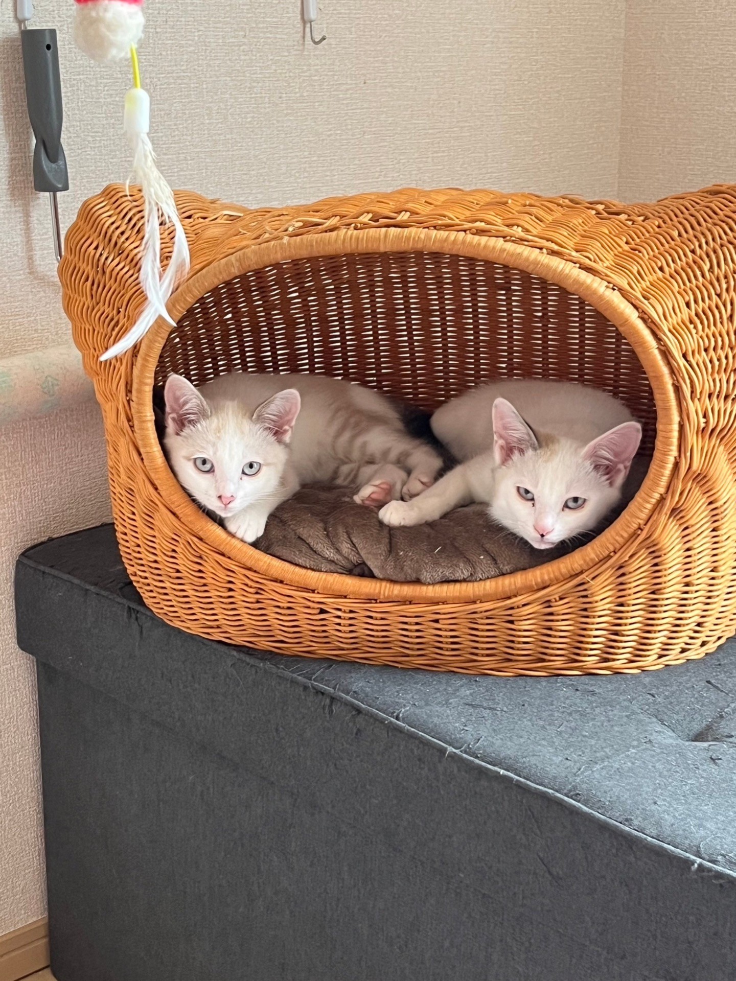 似たもの兄妹