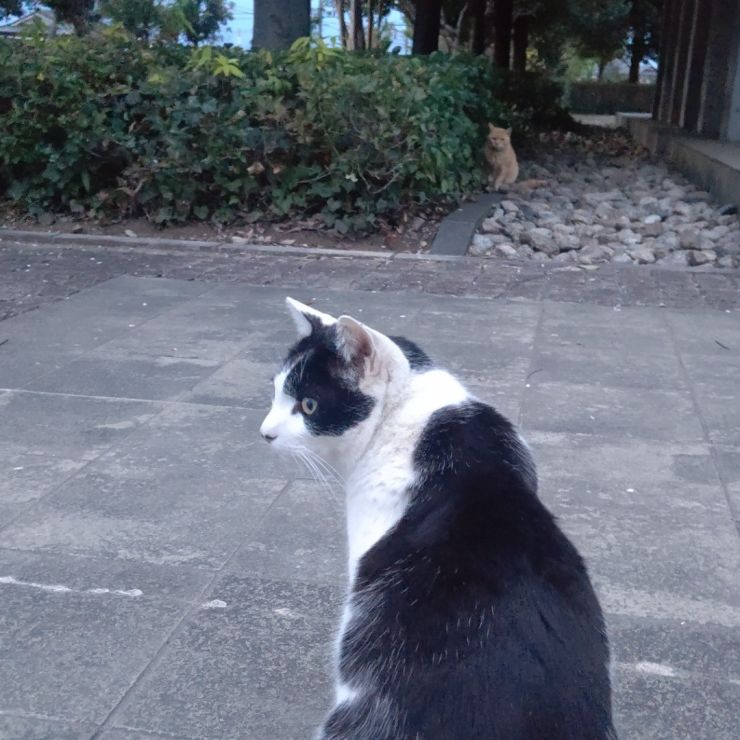 大きくなりました。