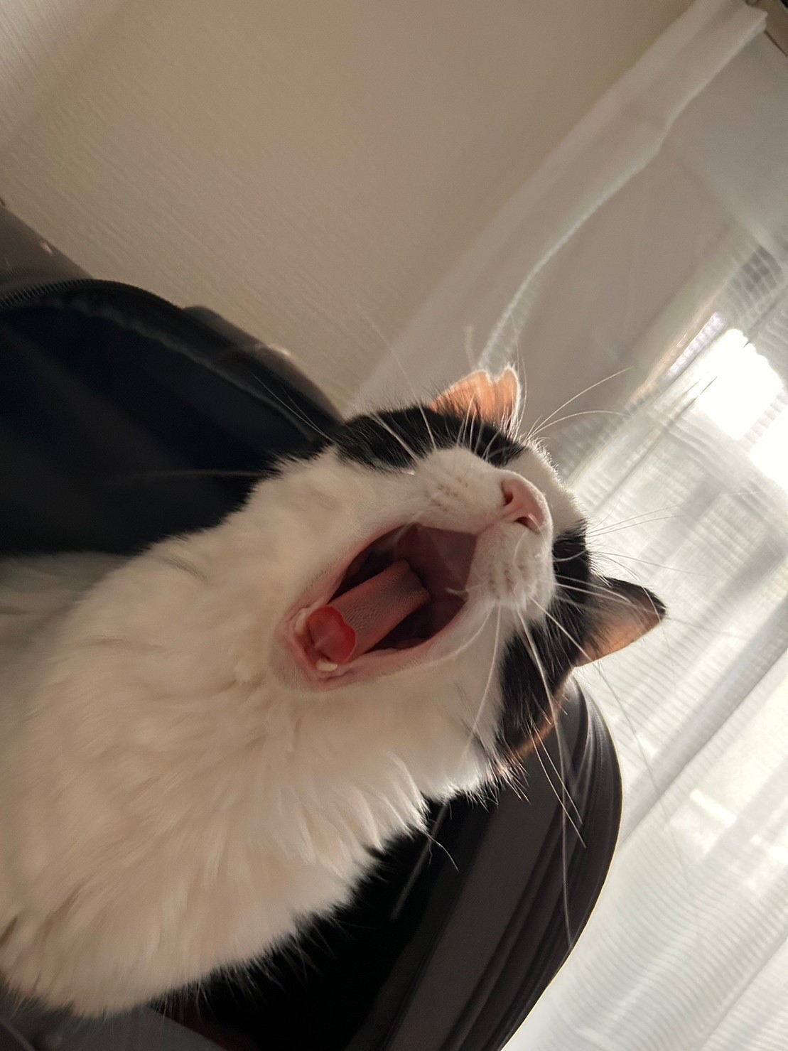 大あくび。
