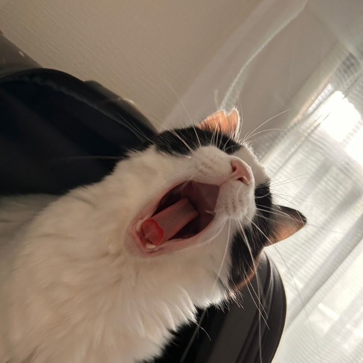 大あくび。
