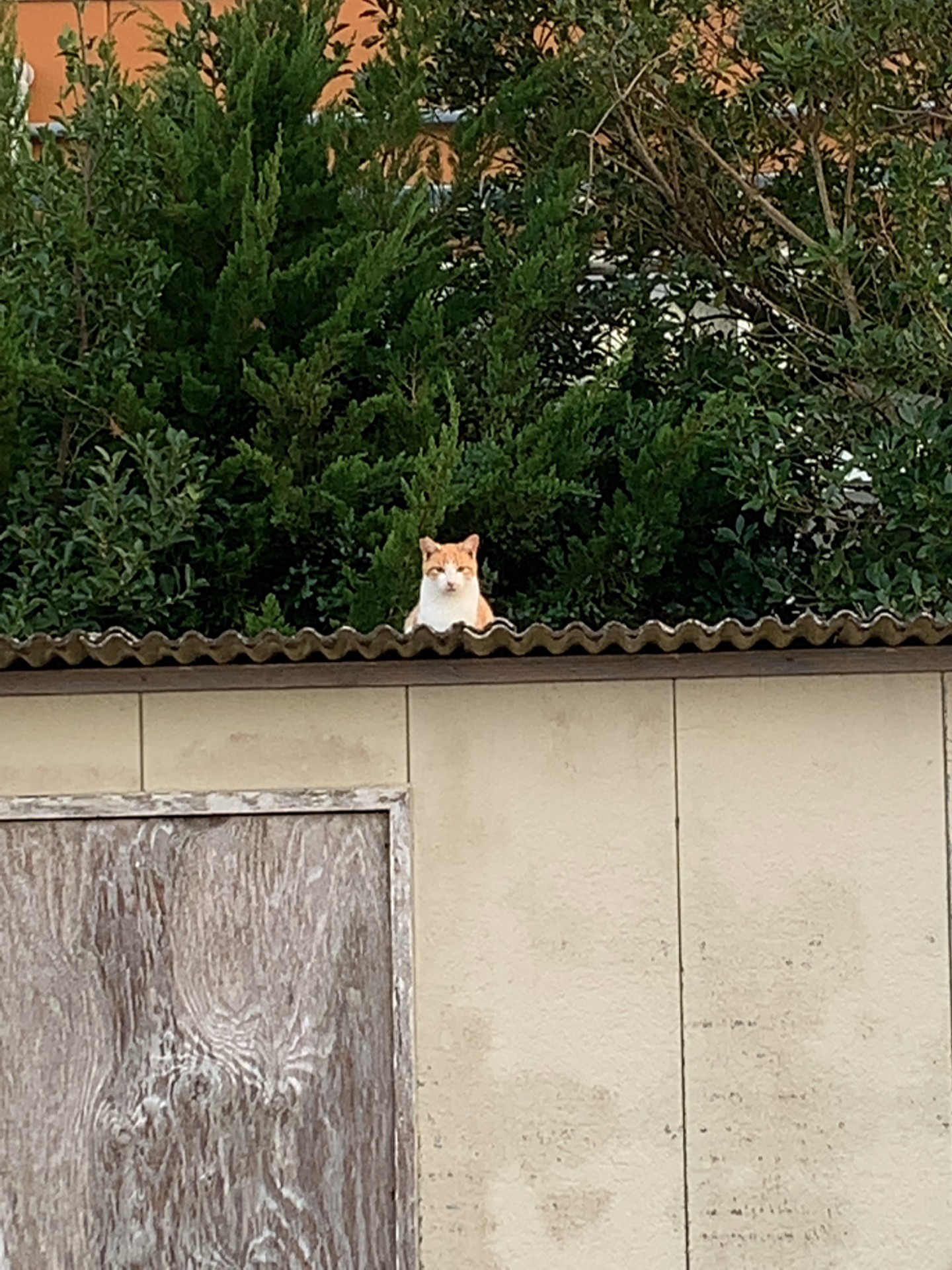 元気？