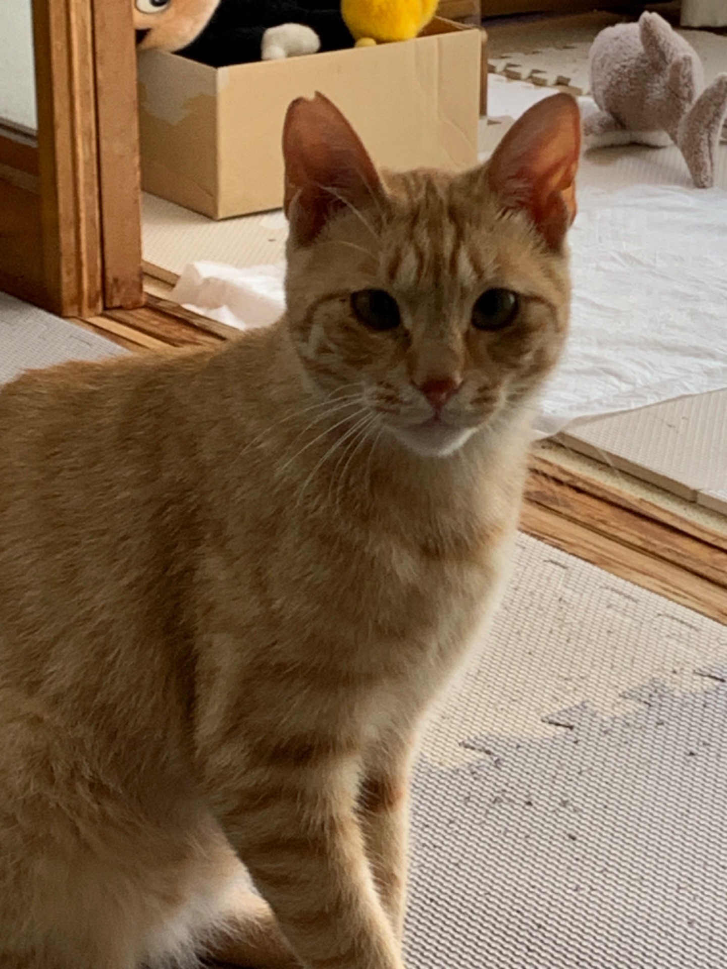 うちに来て半年。やっとこの距離まで❣️