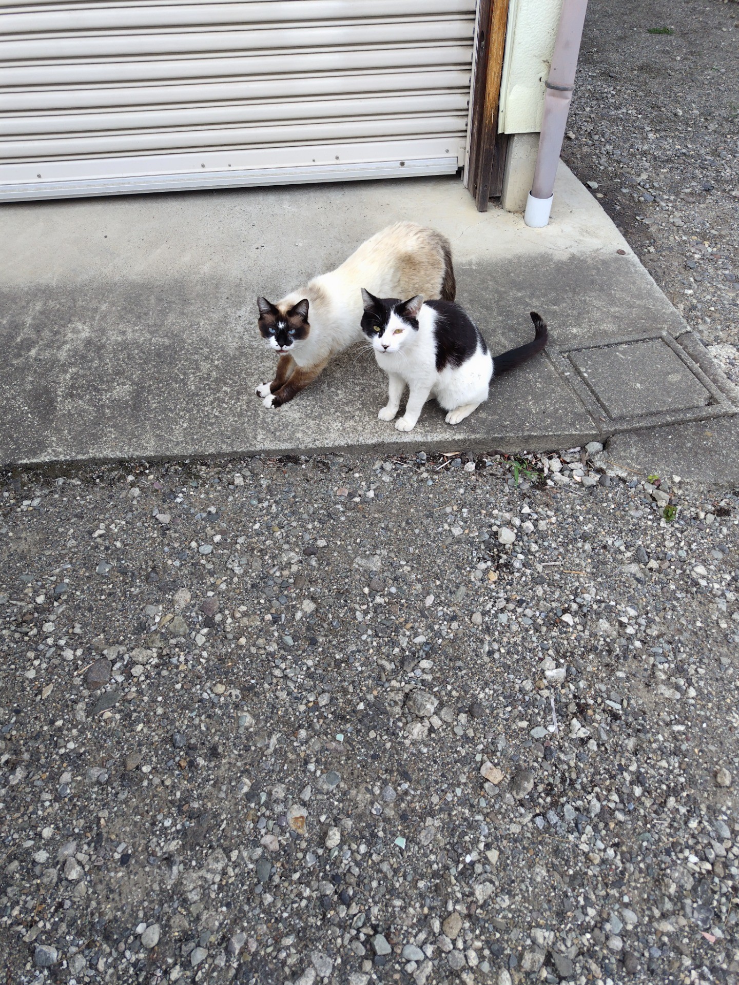 さくら猫