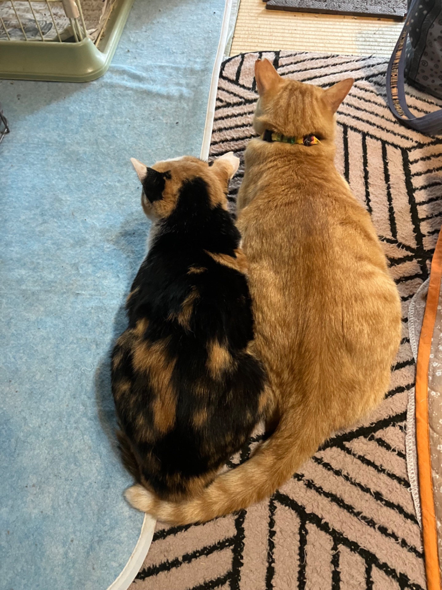 恋が実った❤️
