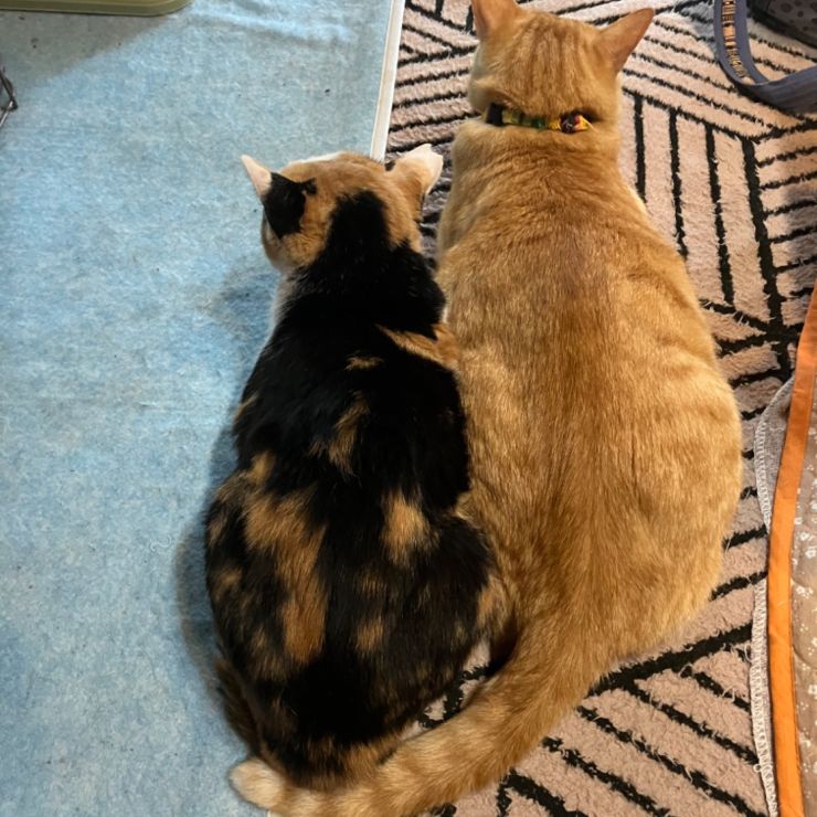 恋が実った❤️