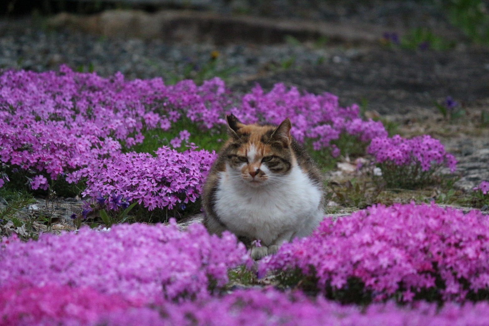 芝桜とさくらねこ