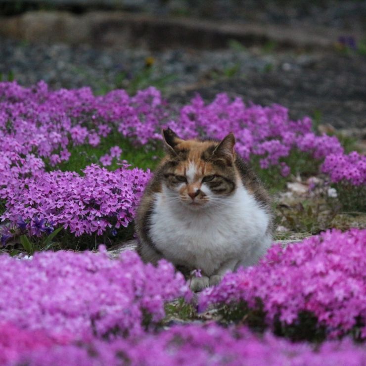 芝桜とさくらねこ
