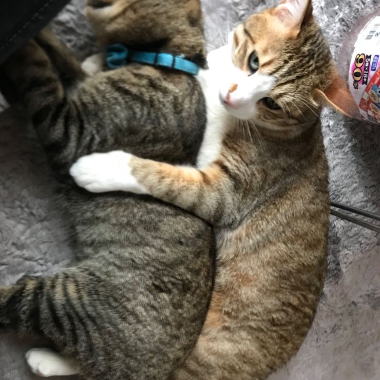 ねんねころり