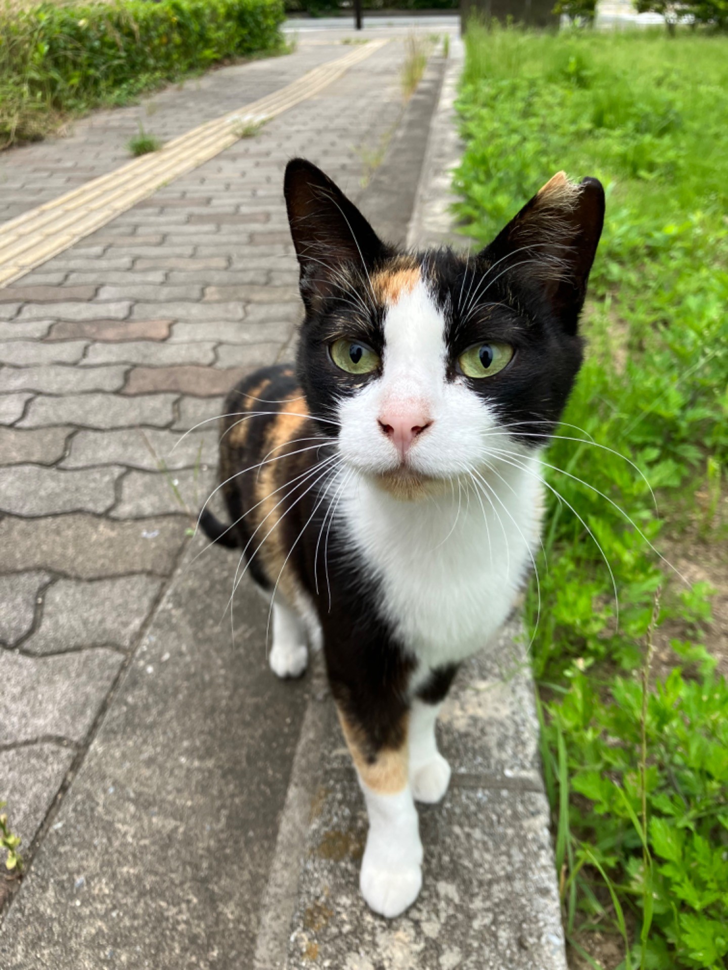 さくらねこ
