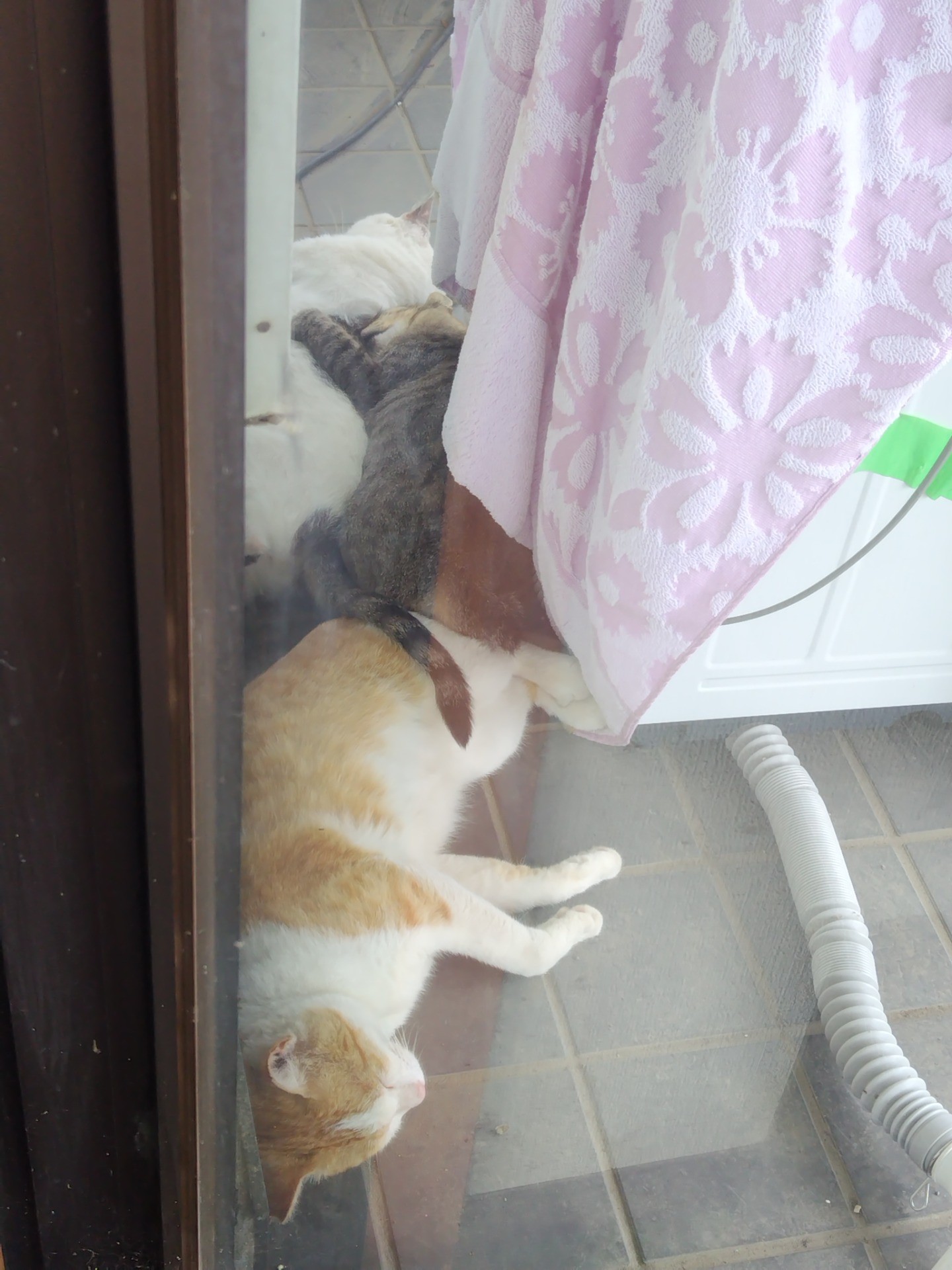 犬猿の仲はどこへやら