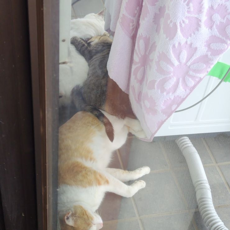 犬猿の仲はどこへやら