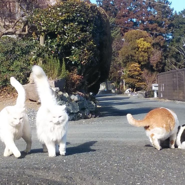お帰りなさーい。おなかすいたよー