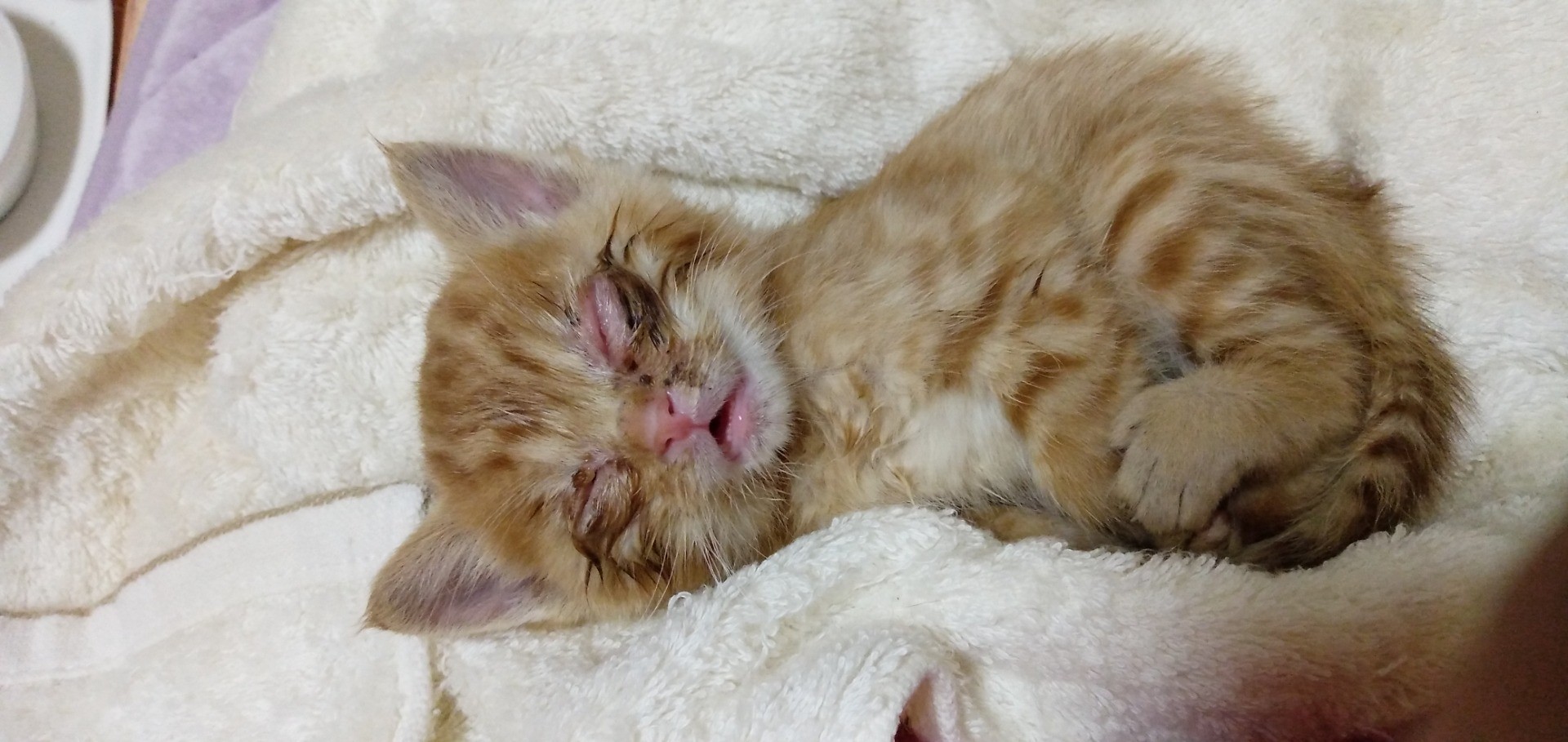 道路にうつ伏せでうずくまっていた仔猫
