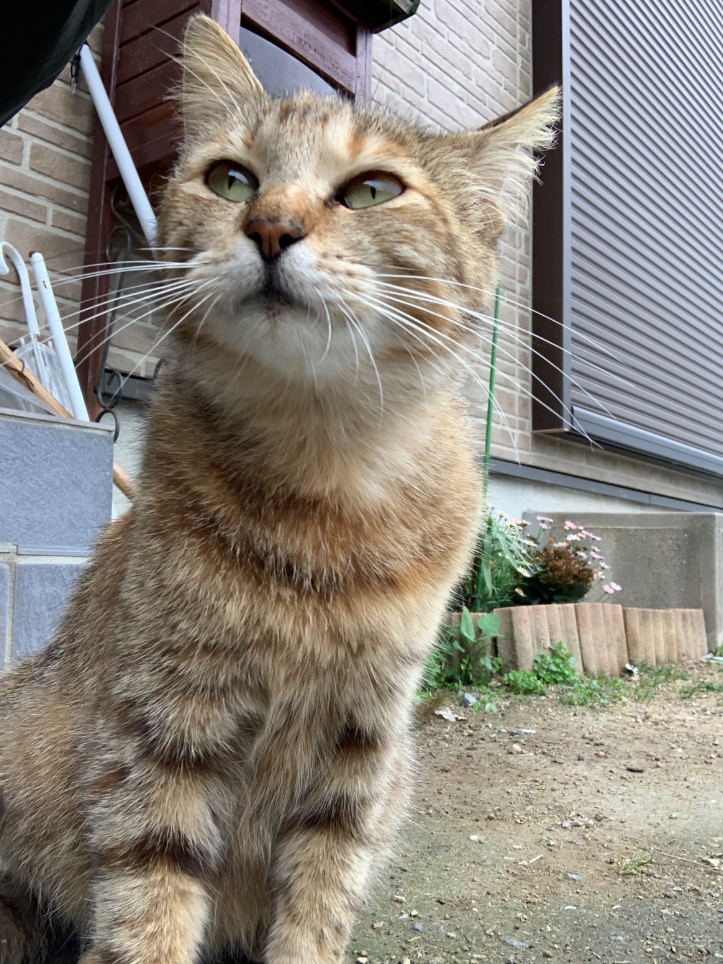 いい天気にゃ