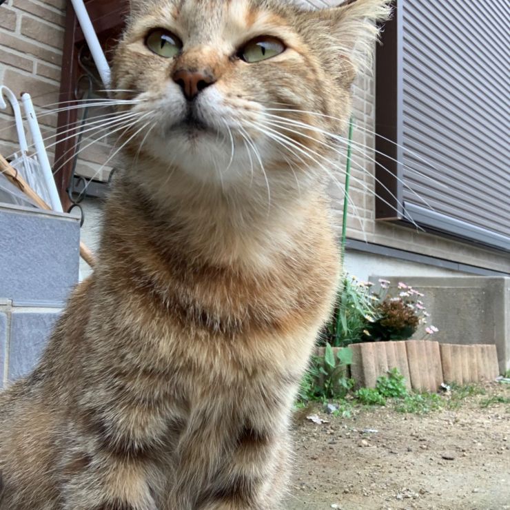 いい天気にゃ
