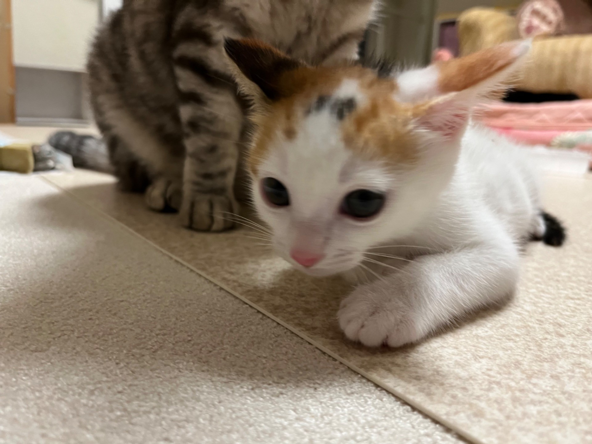 保母猫さんと保護子猫