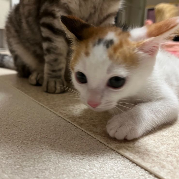 保母猫さんと保護子猫
