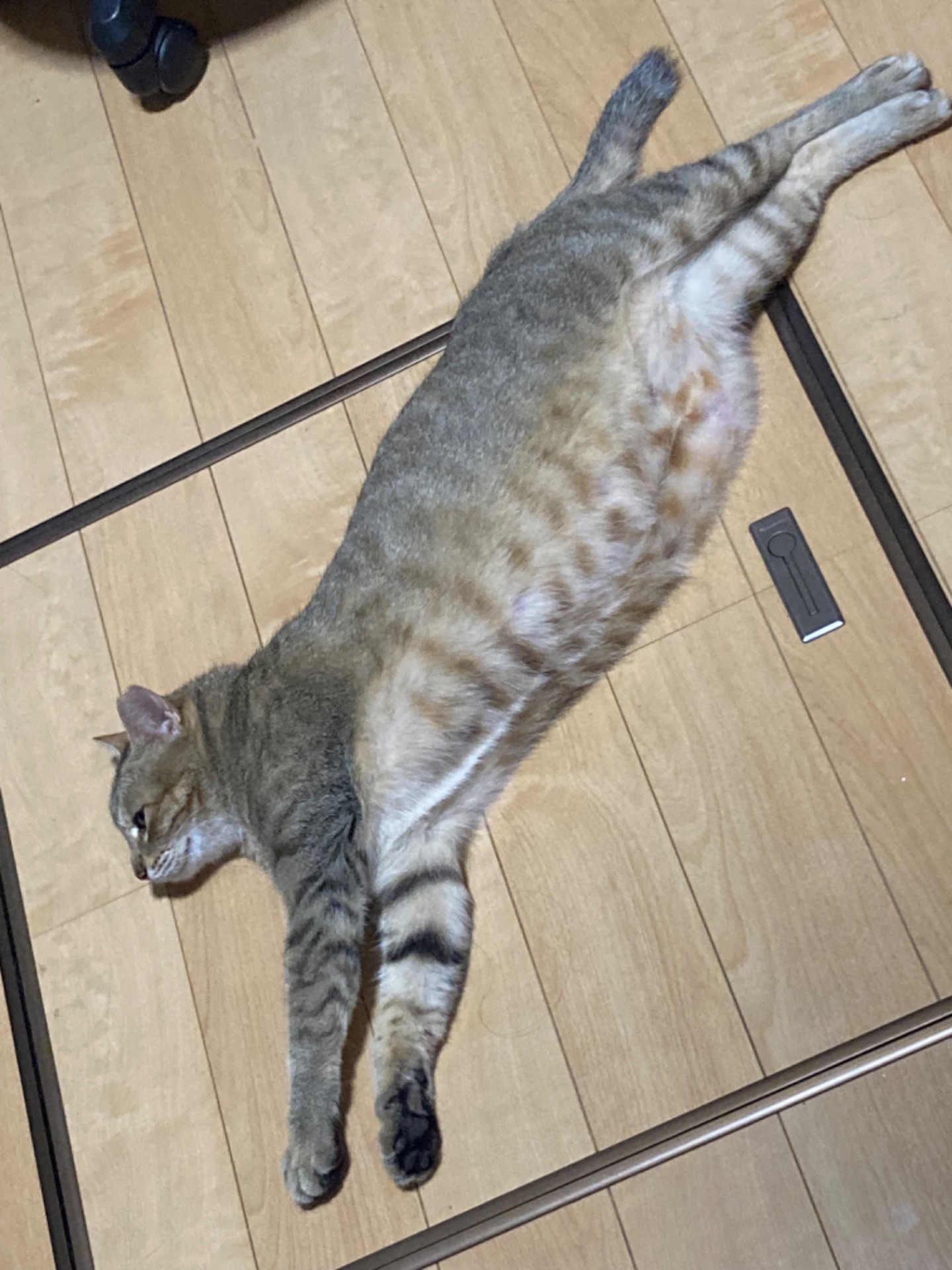 猫だって暑い