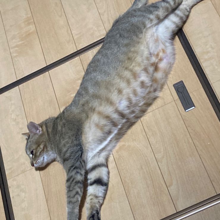 猫だって暑い