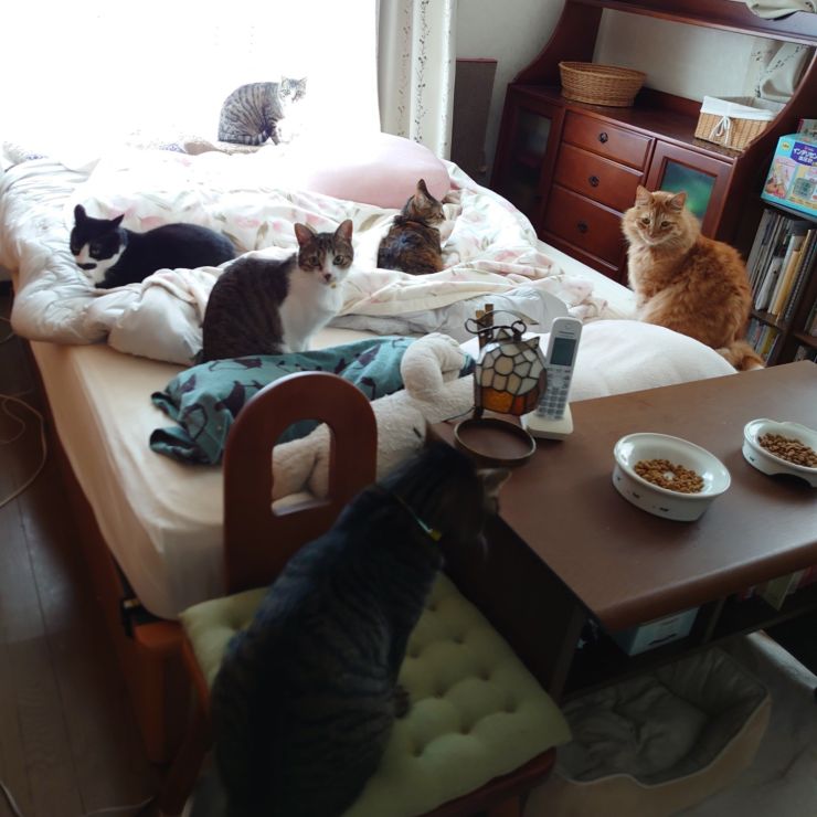 ノラちゃんから家ネコへ