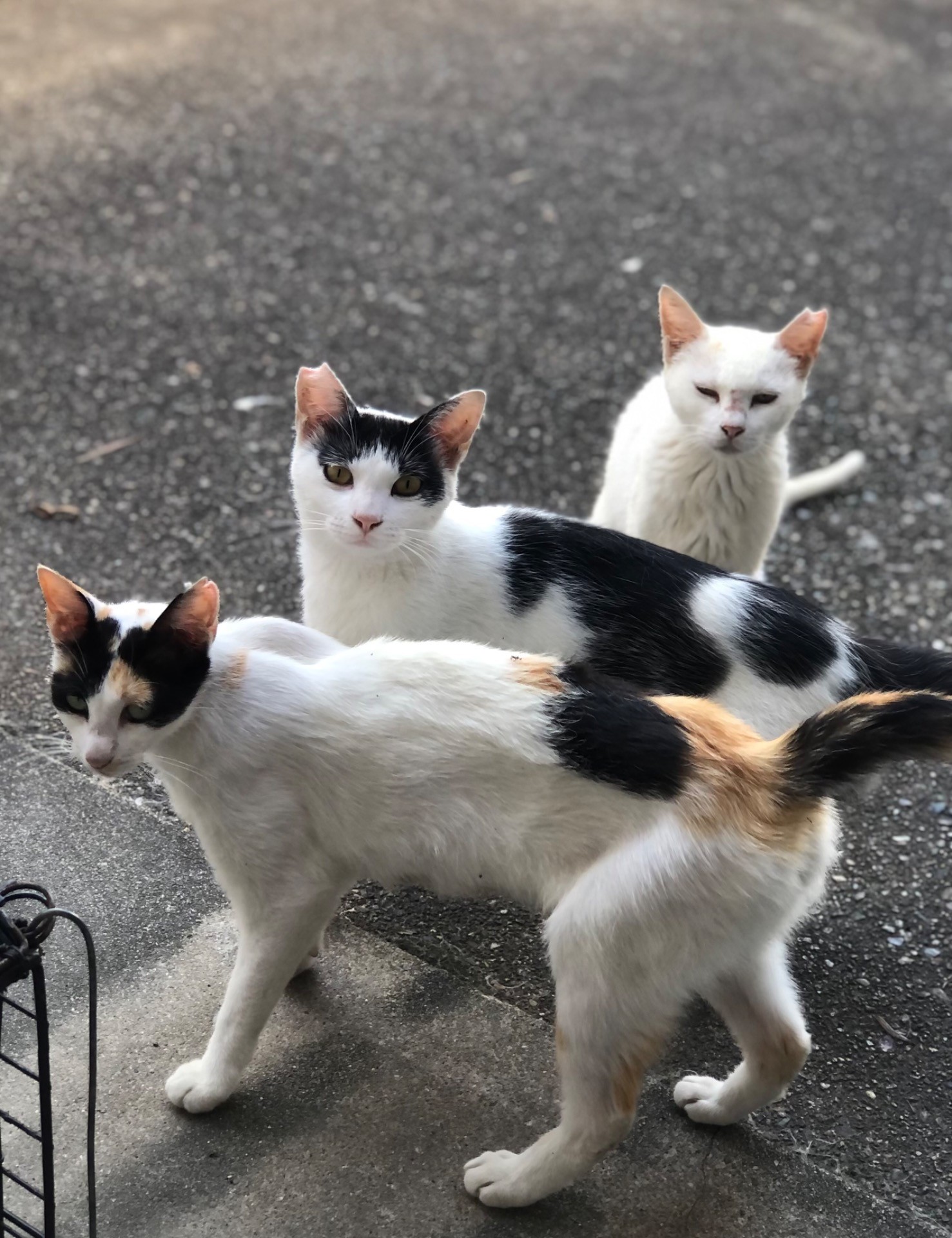サクラカット耳の猫たち